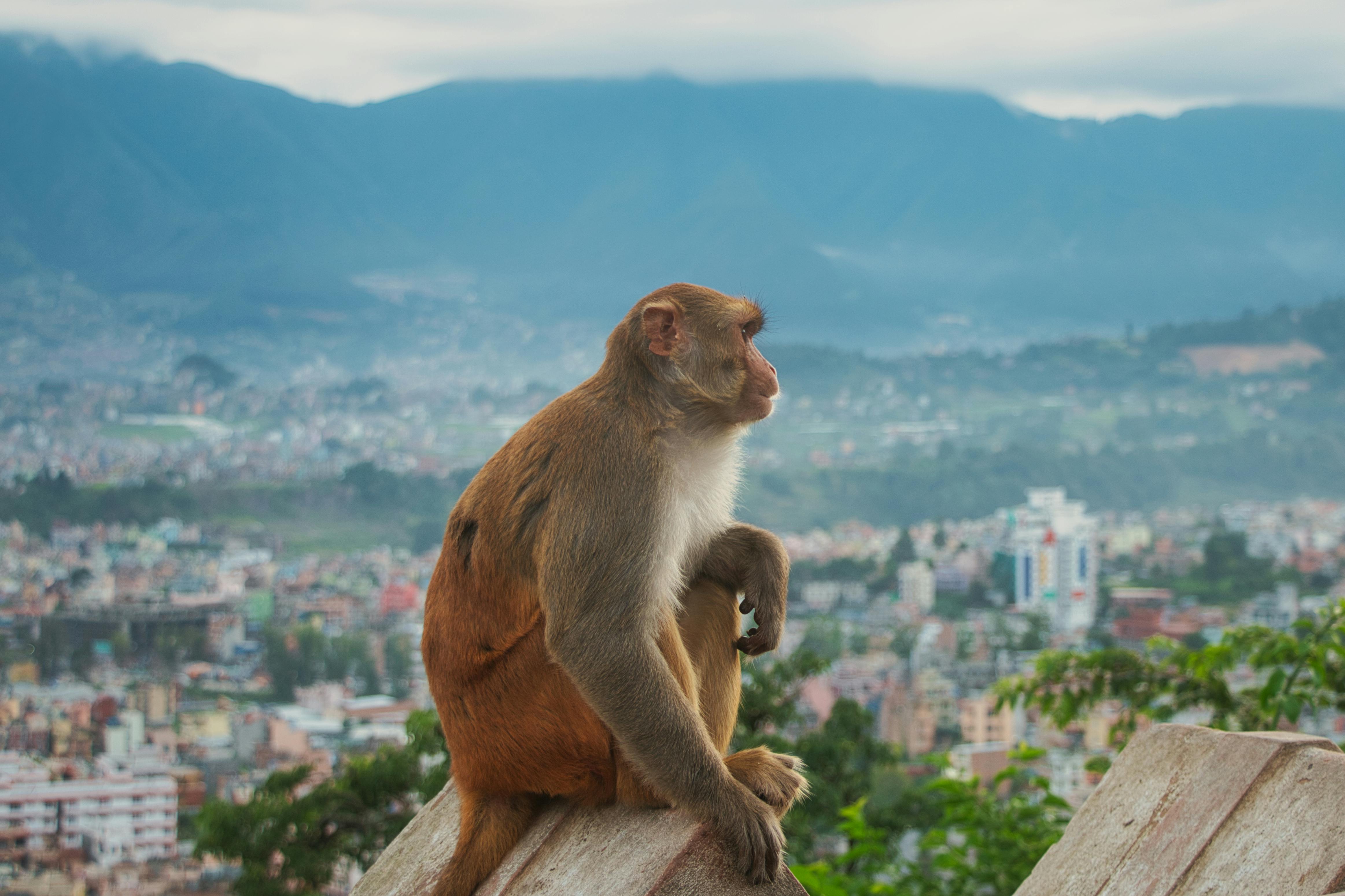 Rhesus Macaque in rural Nepal