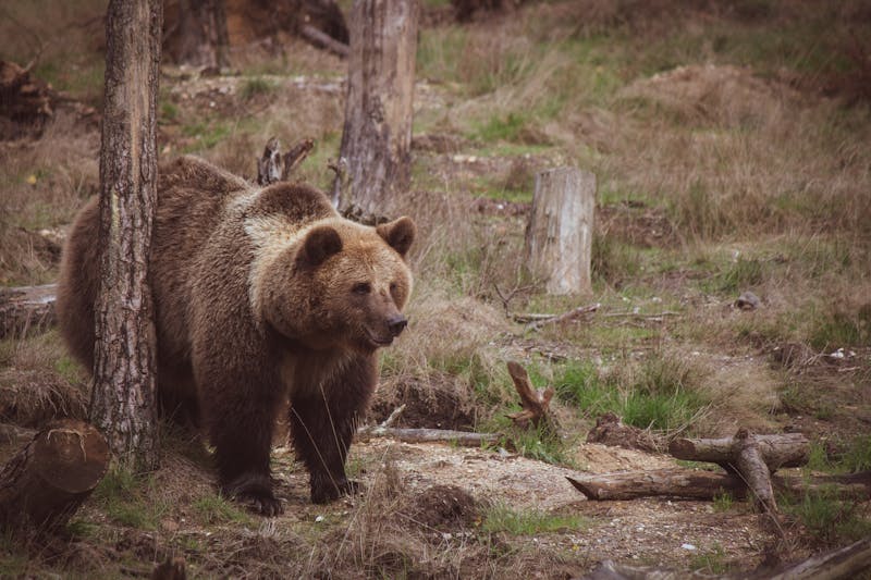 Sloth Bear