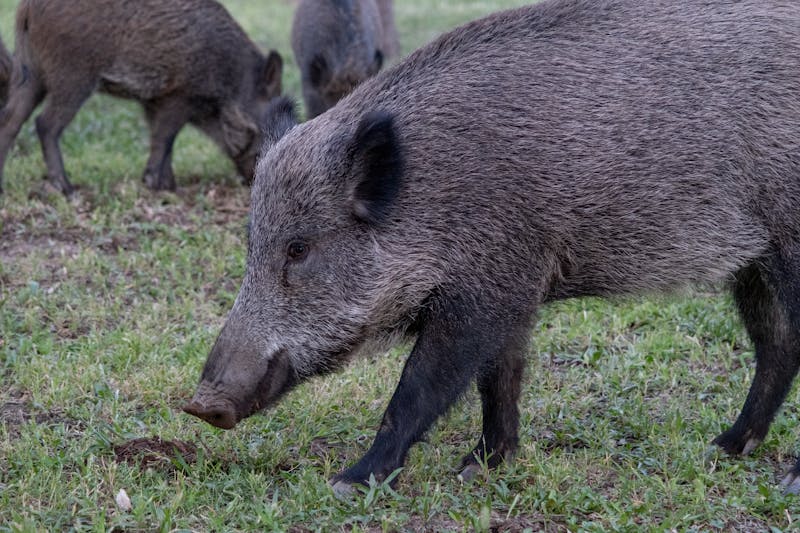 Wild Boar