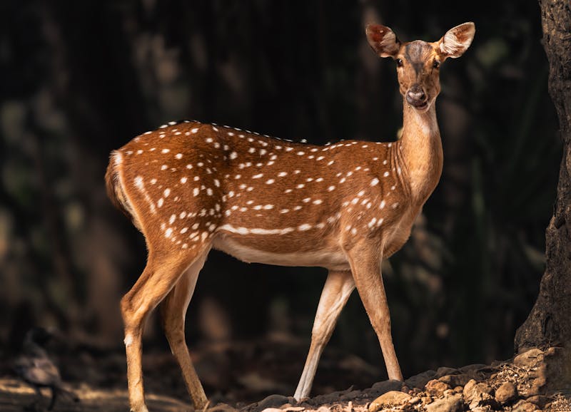Spotted Deer