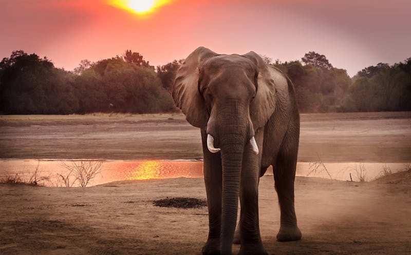 Asian Elephant