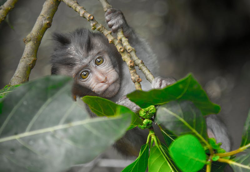 Rhesus Macaque